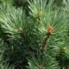 Pinus Sylvestris Watereri - Pin Sylvestre -magasin de plantes Pinus sylvestris Watereri 84210 1