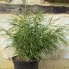 Pleioblastus Linearis - Bambou Moyen 2/3L 2 Pleioblastus Linearis - Bambou Moyen 2/3L -magasin de plantes Pleioblastus linearis 84921 1