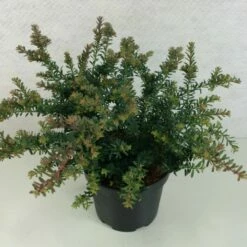 Podocarpus Lawrencii Blue Gem