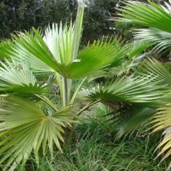 Pritchardia Hillebrandii - Palmier D'Hawaï