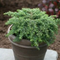 Pruche Du Canada - Tsuga Canadensis Nana