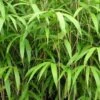 Bambou Métaké - Pseudosasa Japonica -magasin de plantes Pseudosasa japonica V helicongus 9576 1