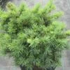 Pseudotsuga Menziesii Bhiela Lhota - Douglas 2 Pseudotsuga Menziesii Bhiela Lhota - Douglas -magasin de plantes Pseudotsuga menziesii Bhiela Lhota 758002 1