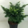 Sapin De Douglas - Pseudotsuga Menziesii Fletcheri 1 Sapin De Douglas - Pseudotsuga Menziesii Fletcheri -magasin de plantes Pseudotsuga menziesii Fletcheri 759002 1