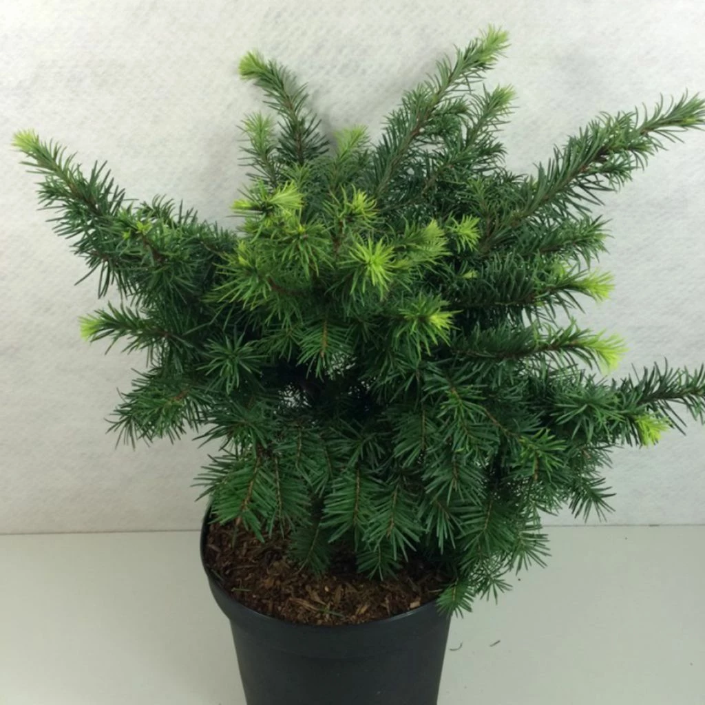 Sapin De Douglas - Pseudotsuga Menziesii Fletcheri 3 Sapin De Douglas - Pseudotsuga Menziesii Fletcheri
