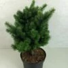 Sapin De Douglas - Pseudotsuga Menziesii Pannenhoef -magasin de plantes Pseudotsuga menziesii Pannenhoef 761002 1