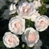 Rosier Couvre-sol Aspirin Rose 2 Rosier Couvre-sol Aspirin Rose -magasin de plantes Rosa Aspirin Rose en racines nues 85508 2
