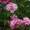Rosier Ancien Old Blush 2 Rosier Ancien Old Blush -magasin de plantes Rosa Old Blush China 82391 1