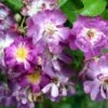 Rosier Grimpant Veilchenblau -magasin de plantes Rosa Veilchenblau LD Spedona 66503 1