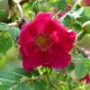 Rosier Botanique - Rosa Moyesii Geranium -magasin de plantes Rosa moyesii Geranium 82298 2