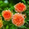 Rosier David Austin Dame Judi Dench -magasin de plantes Rosier David Austin Dame Judi Dench 847072 1