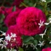 Rosier David Austin Sir John Betjeman 2 Rosier David Austin Sir John Betjeman -magasin de plantes Rosier David Austin Sir John Betjeman 79011 1