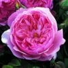 Rosier David Austin The Alnwick Rose 1 Rosier David Austin The Alnwick Rose -magasin de plantes Rosier David Austin The Alnwick Rose en racines nues 84568 1
