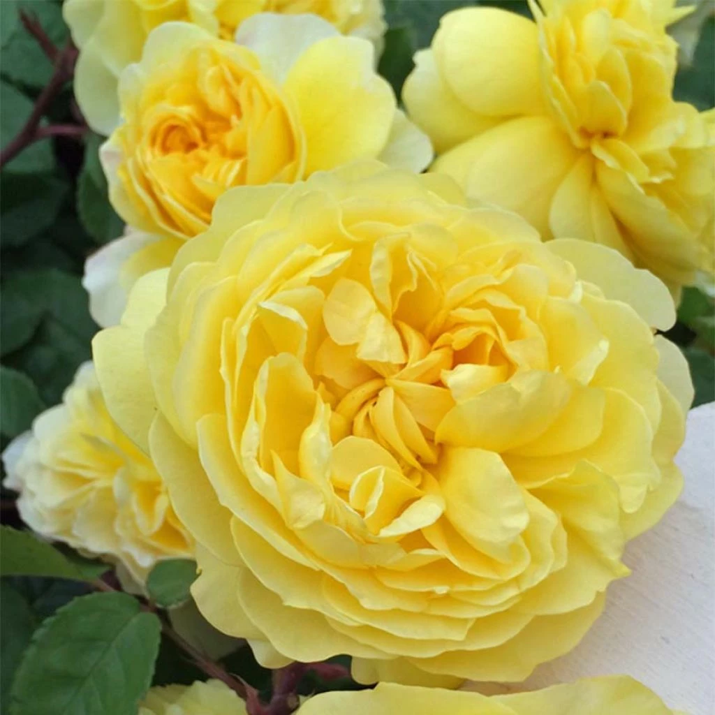 Rosier David Austin The Poet's Wife 3 Rosier David Austin The Poet's Wife