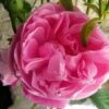 Rosier Ancien Fantin Latour -magasin de plantes Rosier Fantin Latour 82278 1
