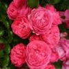 Rosier Patio Rose Moin Moin 1 Rosier Patio Rose Moin Moin -magasin de plantes Rosier PATIO ROSE Moin Moin 888980 1