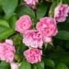 Rosier Ancien Pink Grootendorst -magasin de plantes Rosier Pink Grootendorst copyright 712772 1