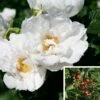 Rosier Savoranova White 2 Rosier Savoranova White -magasin de plantes Rosier SAVORANOVA White 889100 1