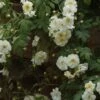 Rosier Liane Sander's White Rambler 2 Rosier Liane Sander's White Rambler -magasin de plantes Rosier Sander s White Rambler 57074 1