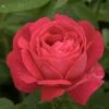 Rosier Ancien Ulrich Brunner Fils -magasin de plantes Rosier Urich Bruner Fils 771440 1