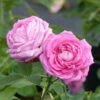 Rosier Ancien Mrs John Laing 2 Rosier Ancien Mrs John Laing -magasin de plantes Rosier ancien Mrs John Laing 84559 1