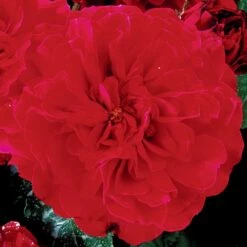 Rosier Anglais English Legend Hamlet