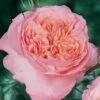 Rosier Anglais English Legend Rose De Cornouaille -magasin de plantes Rosier anglais English Legend Rose de Cornouaille source Chastel pepiniere 15422 1