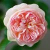 Rosier David Austin Gentle Hermione 2 Rosier David Austin Gentle Hermione -magasin de plantes Rosier anglais Gentle Hermione 66538 1