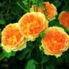 Rosier David Austin Molineux 2 Rosier David Austin Molineux -magasin de plantes Rosier anglais Molineux Ausmol 66547 1 1