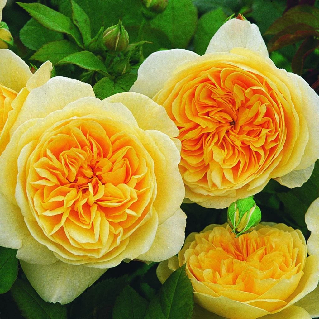 Rosier David Austin Teasing Georgia 3 Rosier David Austin Teasing Georgia