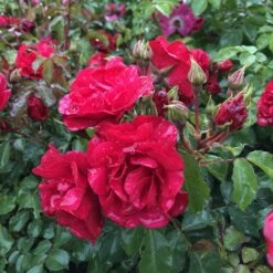 Rosier Couvre-sol Rigo Rotilia