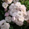 Rosier Grimpant Guirlande Rose 2 Rosier Grimpant Guirlande Rose -magasin de plantes Rosier grimpant Guirlande Rose IF 18666 1