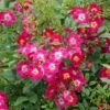 Rosier Grimpant Libertas 2 Rosier Grimpant Libertas -magasin de plantes Rosier grimpant Libertas 855092 1