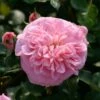 Rosier Grimpant May Queen 2 Rosier Grimpant May Queen -magasin de plantes Rosier grimpant May Queen 82283 1
