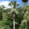 Sabal Bermudana - Palmier Des Bermudes 2 Sabal Bermudana - Palmier Des Bermudes -magasin de plantes Sabal bermudana 89944 1