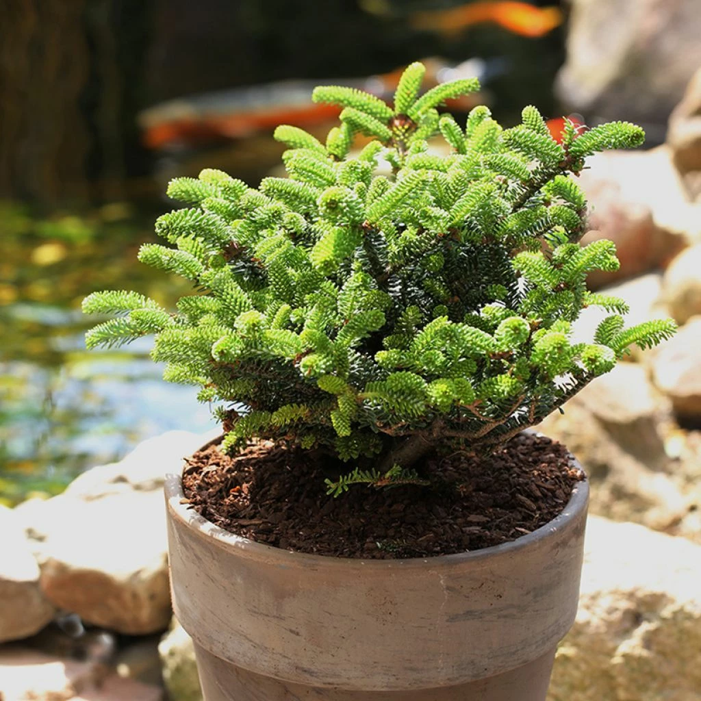 Sapin De Corée Nain - Abies Koreana Oberon 3 Sapin De Corée Nain - Abies Koreana Oberon