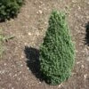 Epinette Blanche - Picea Glauca Piccolo 1 Epinette Blanche - Picea Glauca Piccolo -magasin de plantes Sapinette blanche Epinette blanche Picea glauca Piccolo V 1003221 1