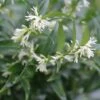 Sarcococca Dragon's Gate -magasin de plantes Sarcococca Dragon s gate 85753 1