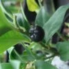 Sarcococca Confusa 2 Sarcococca Confusa -magasin de plantes Sarcococca confusa 7964 1