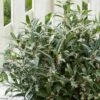 Sarcococca Hookeriana Purple Gem -magasin de plantes Sarcococca hookeriana Purple Gem copyright 17258 1