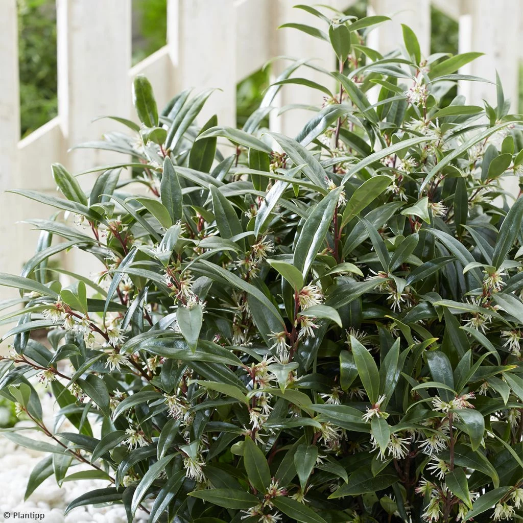 Sarcococca Hookeriana Purple Gem 3 Sarcococca Hookeriana Purple Gem