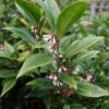 Sarcococca Orientalis - Sarcocoque D'Orient 2 Sarcococca Orientalis - Sarcocoque D'Orient -magasin de plantes Sarcococca orientalis 82225 1
