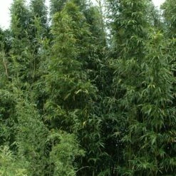 Semiarundinaria Fastuosa Viridis - Bambou