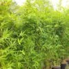 Semiarundinaria Makinoi - Bambou Moyen 1 Semiarundinaria Makinoi - Bambou Moyen -magasin de plantes Semiarundinaria makinoi Petit Bambou 84934 1