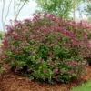Lilas Bloomerang Dark Purple - Syringa Nain Hybride Remontant 1 Lilas Bloomerang Dark Purple - Syringa Nain Hybride Remontant -magasin de plantes Syringa Bloomerang Dark Purple 82735 1