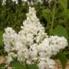 Lilas - Syringa Vulgaris Dentelle D'Anjou 2 Lilas - Syringa Vulgaris Dentelle D'Anjou -magasin de plantes Syringa vulgaris Dentelle d Anjou 82804 1