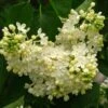 Lilas - Syringa Vulgaris Primrose -magasin de plantes Syringa vulgaris Primrose 82805 1