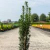 If Commun - Taxus Baccata Fastigiata Black Tower 1 If Commun - Taxus Baccata Fastigiata Black Tower -magasin de plantes Taxus baccata Black Tower IF 1008762 1