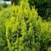 Taxus Baccata David - If Colonnaire Panaché 1 Taxus Baccata David - If Colonnaire Panaché -magasin de plantes Taxus baccata David 88434 1