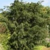 Taxus Baccata Dovastoniana - If Commun -magasin de plantes Taxus baccata Dovastoniana V 1008771 1